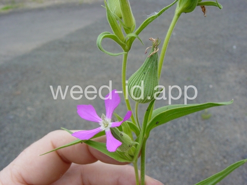 catchfly, cone